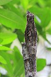 Common Potoo